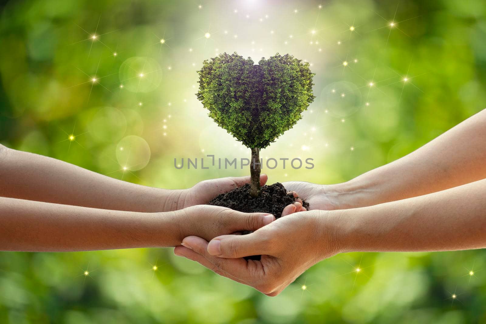 environment Earth Day Hands from nature. Girl hands holding heart shape trees growing on bokeh green background. Ecology and Nature concept. by thanumporn