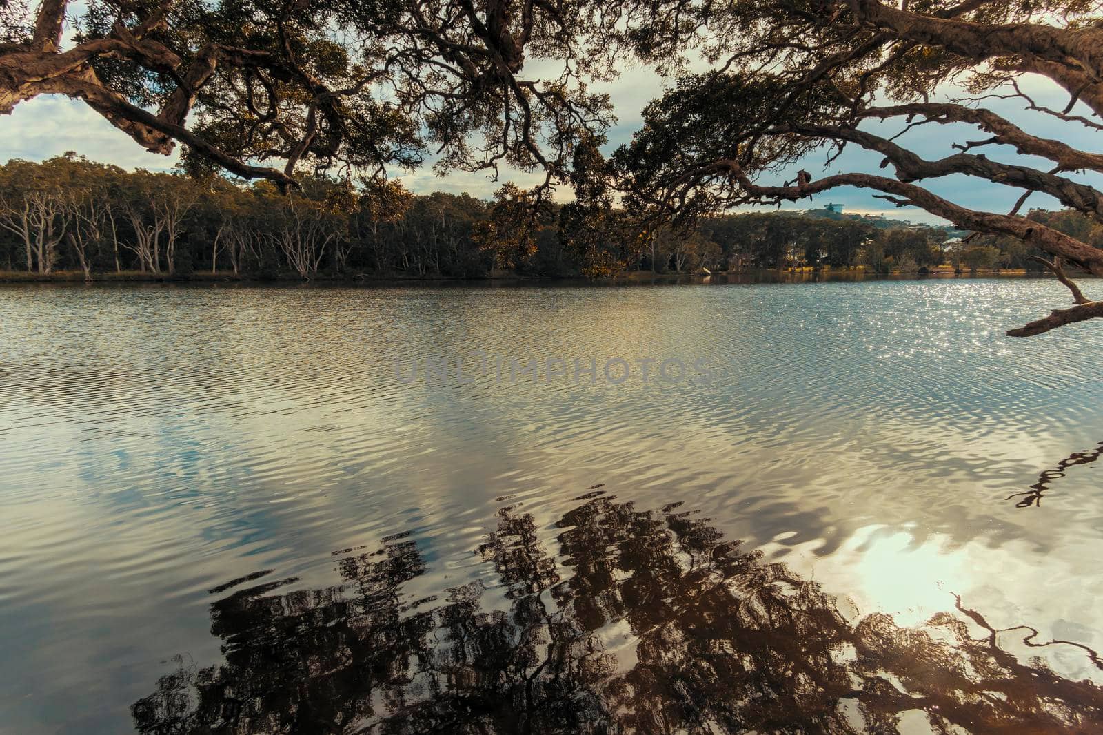 Photograph of the water and trees at Avoca Lagoon on the Central Coast in New South Wales in Australia