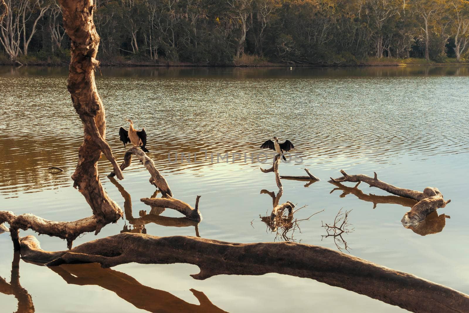 Photograph of water birds sitting on tree branches in the water at Avoca Lagoon on the Central Coast in New South Wales in Australia