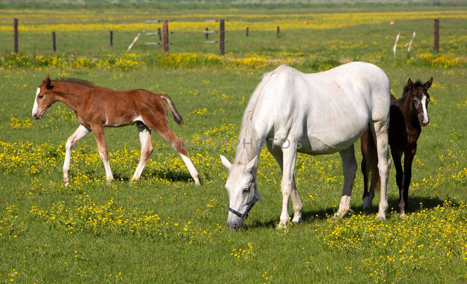 white horse and brown foal graze in summer meadow with yellow buttercup flowers
