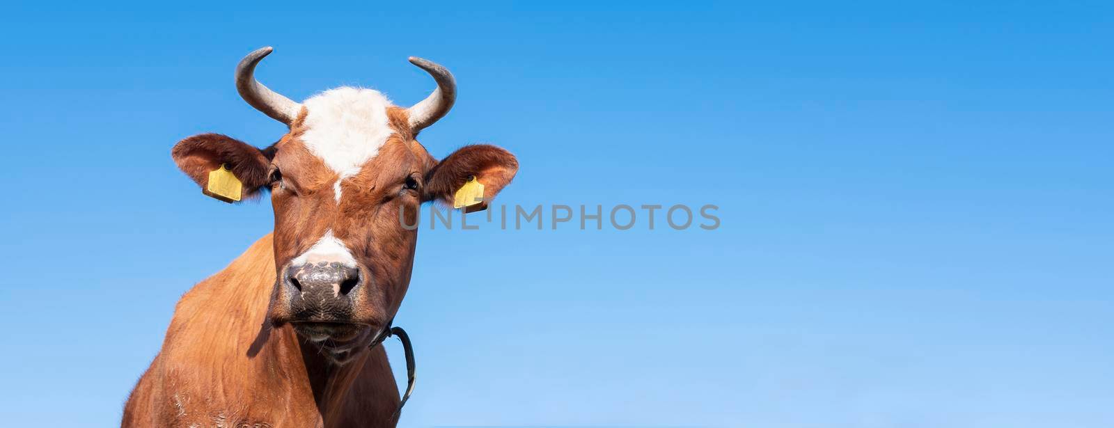 horned head of red brown spotted cow against background of blue sky by ahavelaar