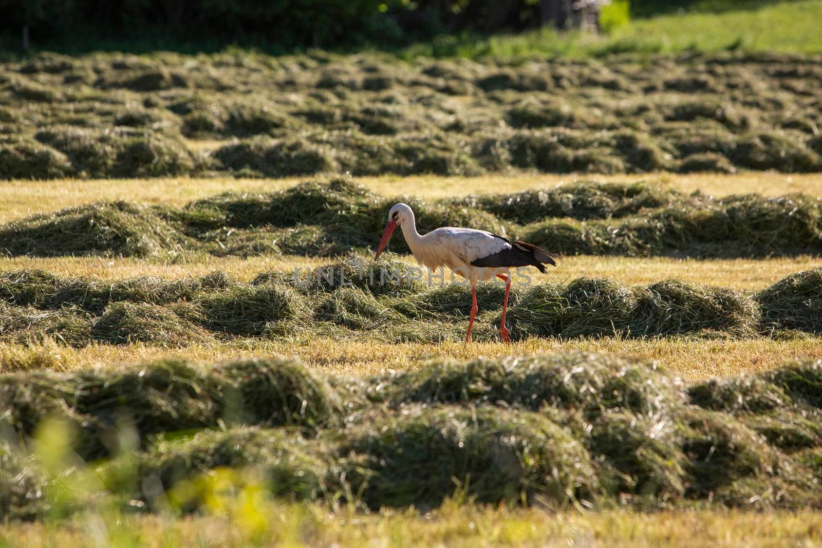 stork looks for food in freshly mowed meadow near oldenzaal and enschede in the netherlands by ahavelaar