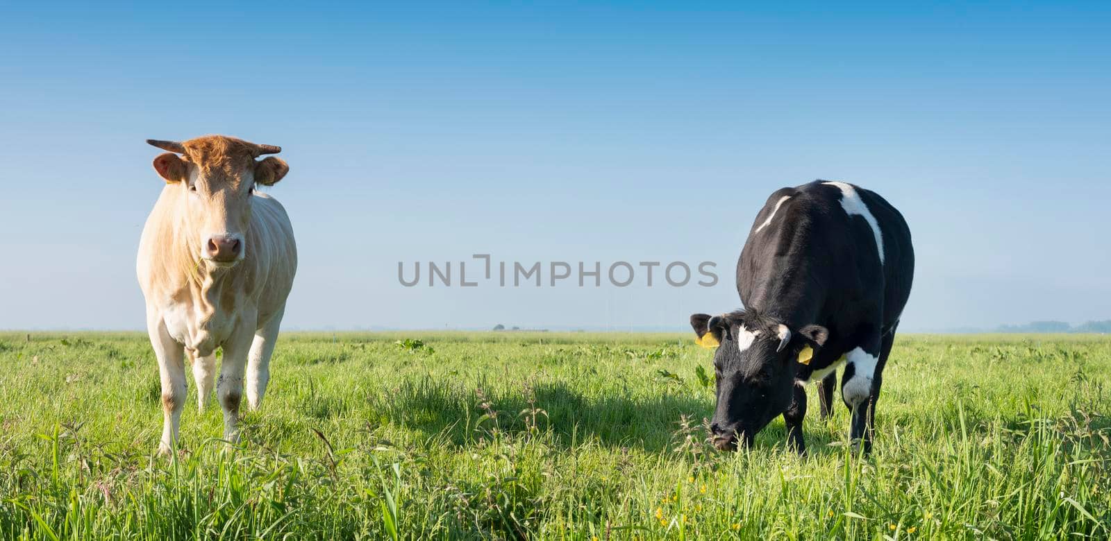 blonde d'aquitaine cow and black one in green grassy meadow under blue sky in holland by ahavelaar