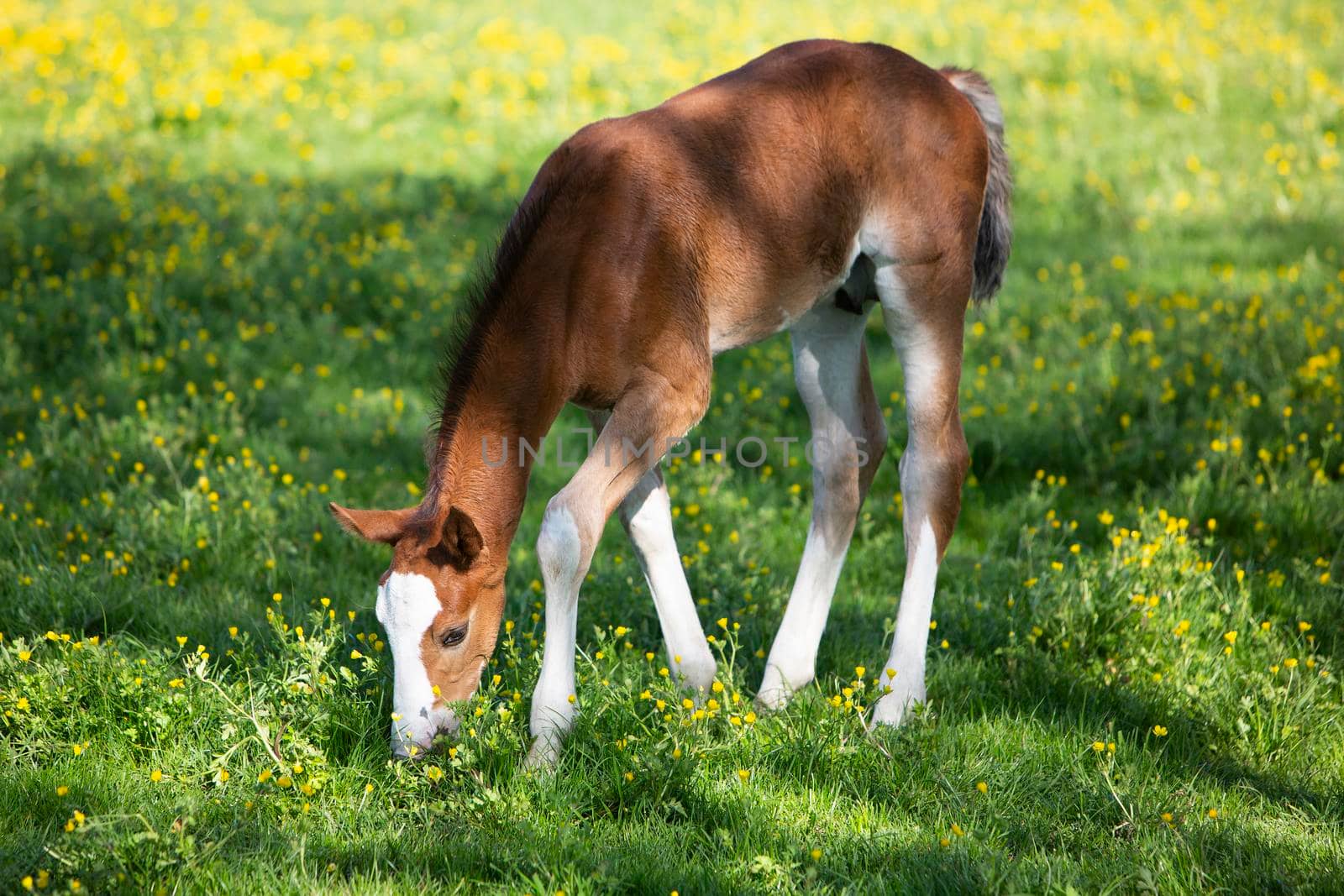 cute brown foal in meadow with yellow buttercup flowers on sunny summer day
