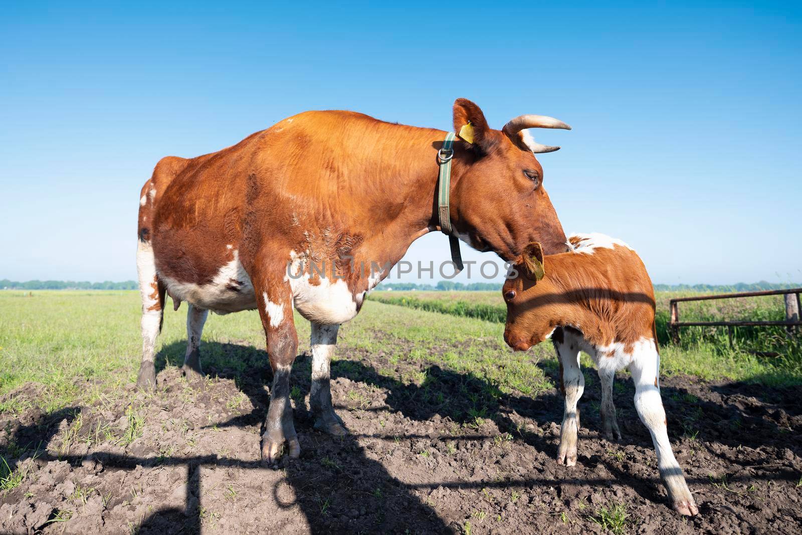 closeuyp of spotted red brown cow and calf in meadow under blue sky in the netherlands
