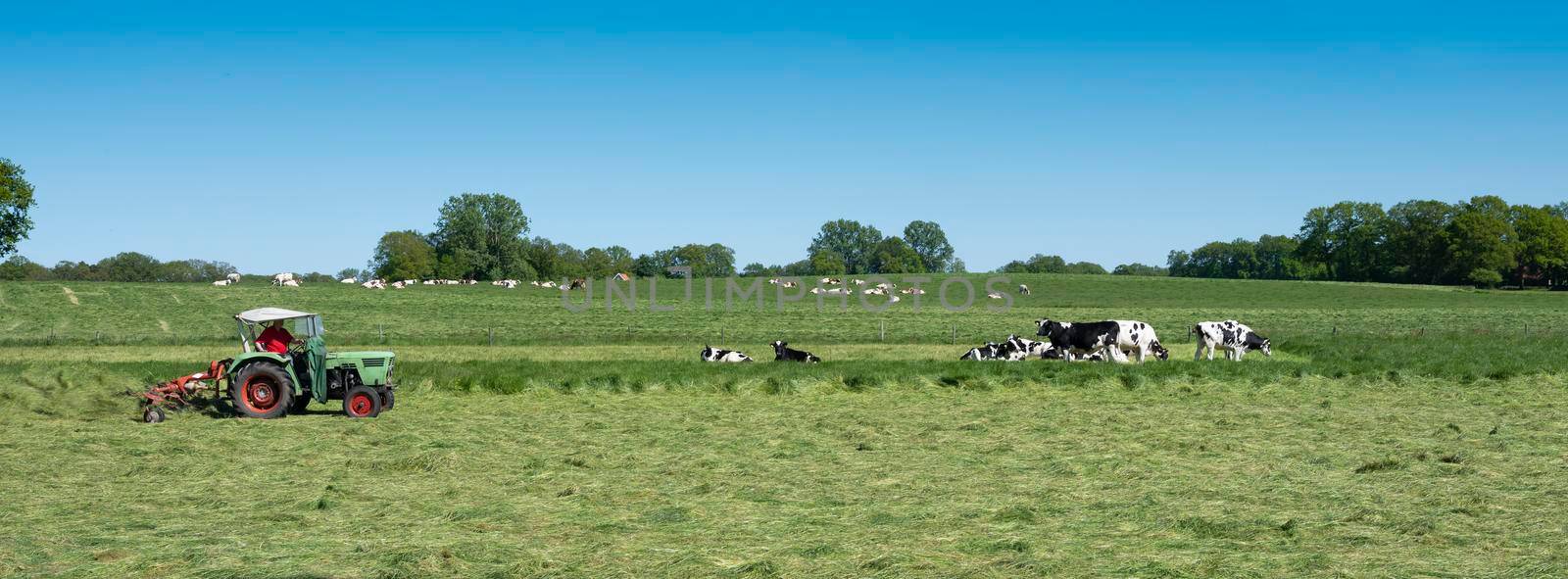 farmer mows grass near spotted cows between oldenzaal and enschede in dutch province of overijssel on sunny summer day under blue sky
