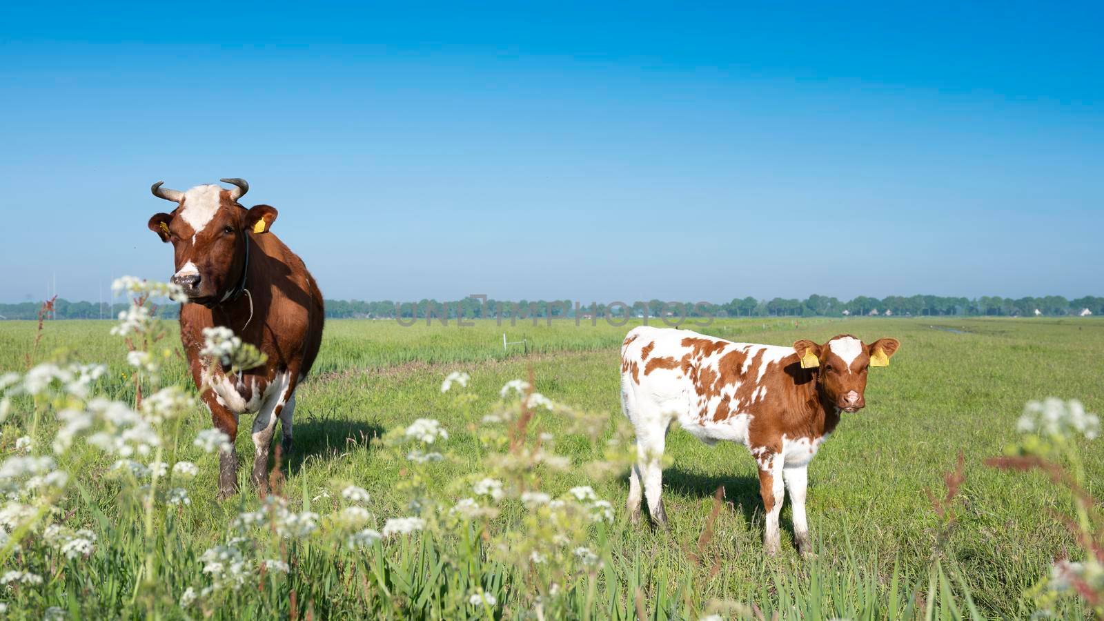 closeuyp of spotted red brown cow and calf in meadow with flowers under blue sky in the netherlands