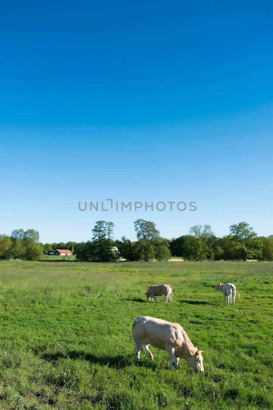 blonde d'aquitaine cows in rural landscape of twente near enschede and oldenzaal in the netherlands under blue summer sky with farm in the background