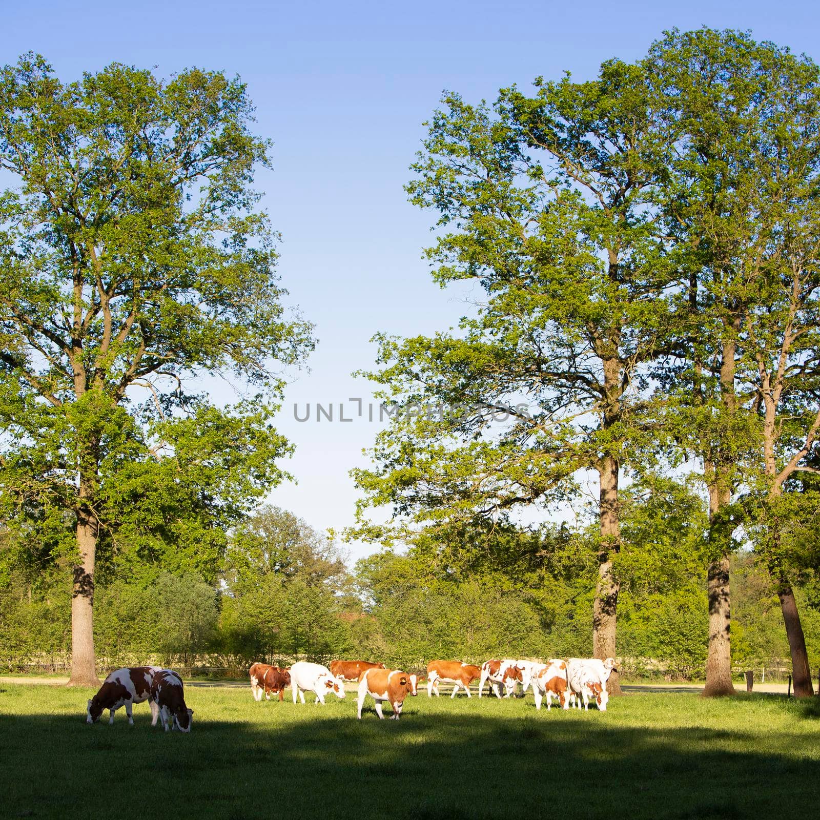 red and white spotted cows near trees of forest in dutch province of overijssel between oldenzaal and enschede in twente
