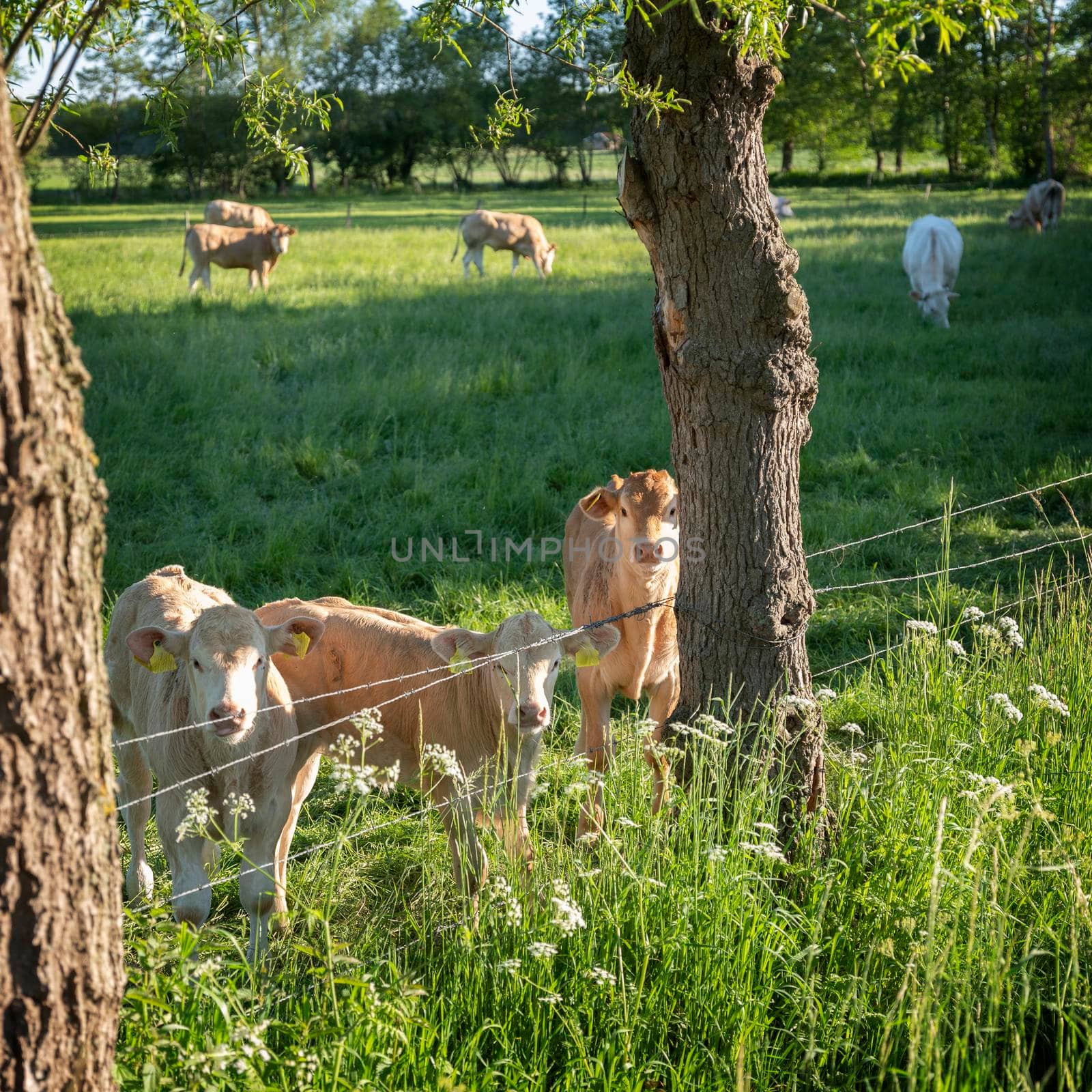 calves and cows in meadow near trees in dutch area of twente between enschede and oldenzaal by ahavelaar