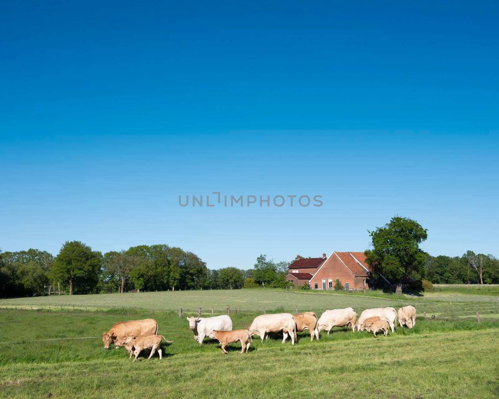 blonde d'aquitaine cows in rural landscape of twente near enschede and oldenzaal in holland by ahavelaar