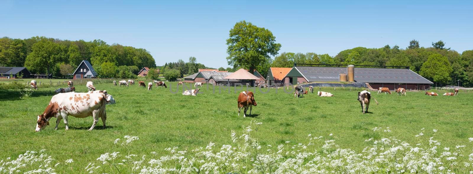 cows and flowers in meadow near oldenzaal and enschede in twente by ahavelaar