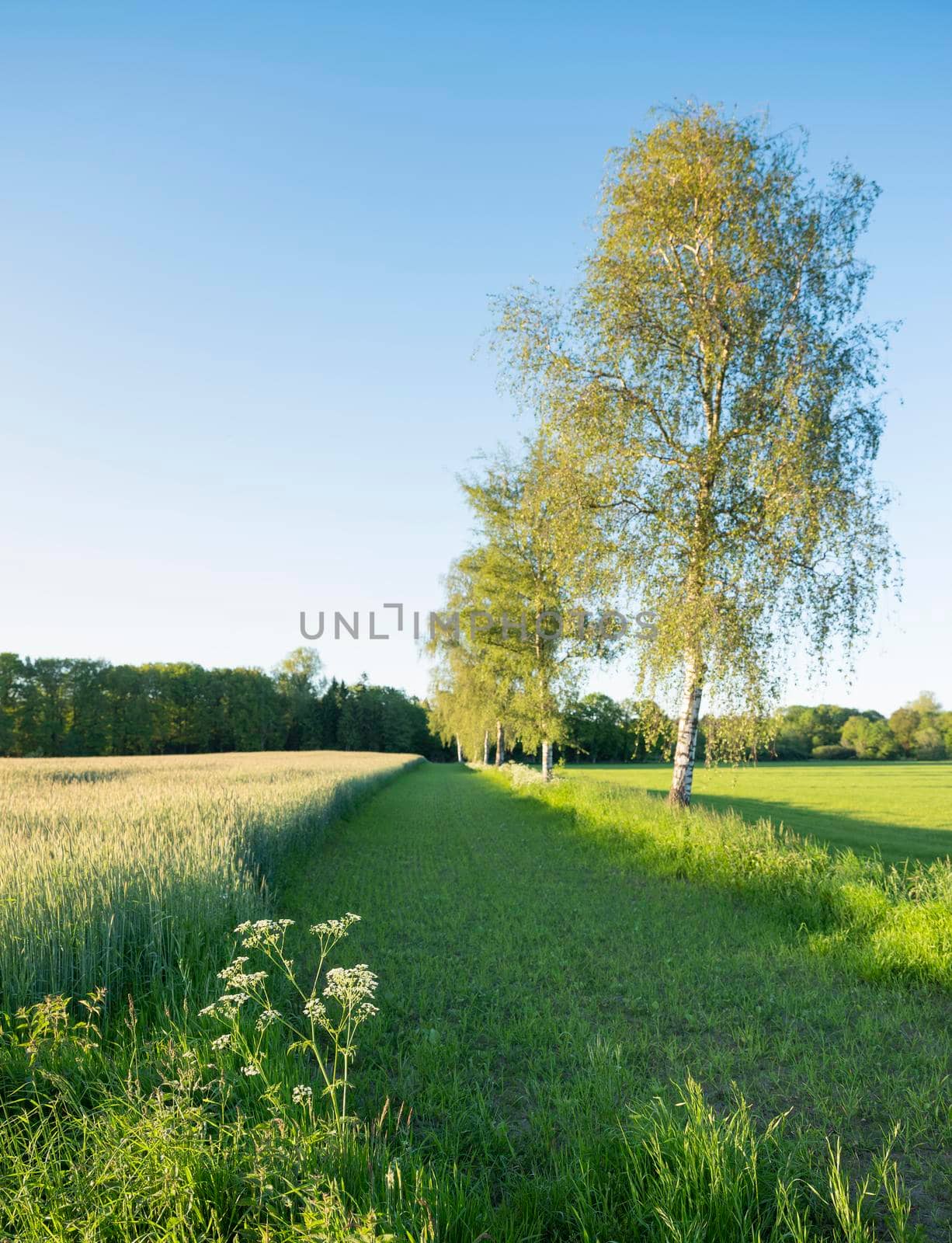 wheat field with birch trees and meadow in dutch area of twente by ahavelaar