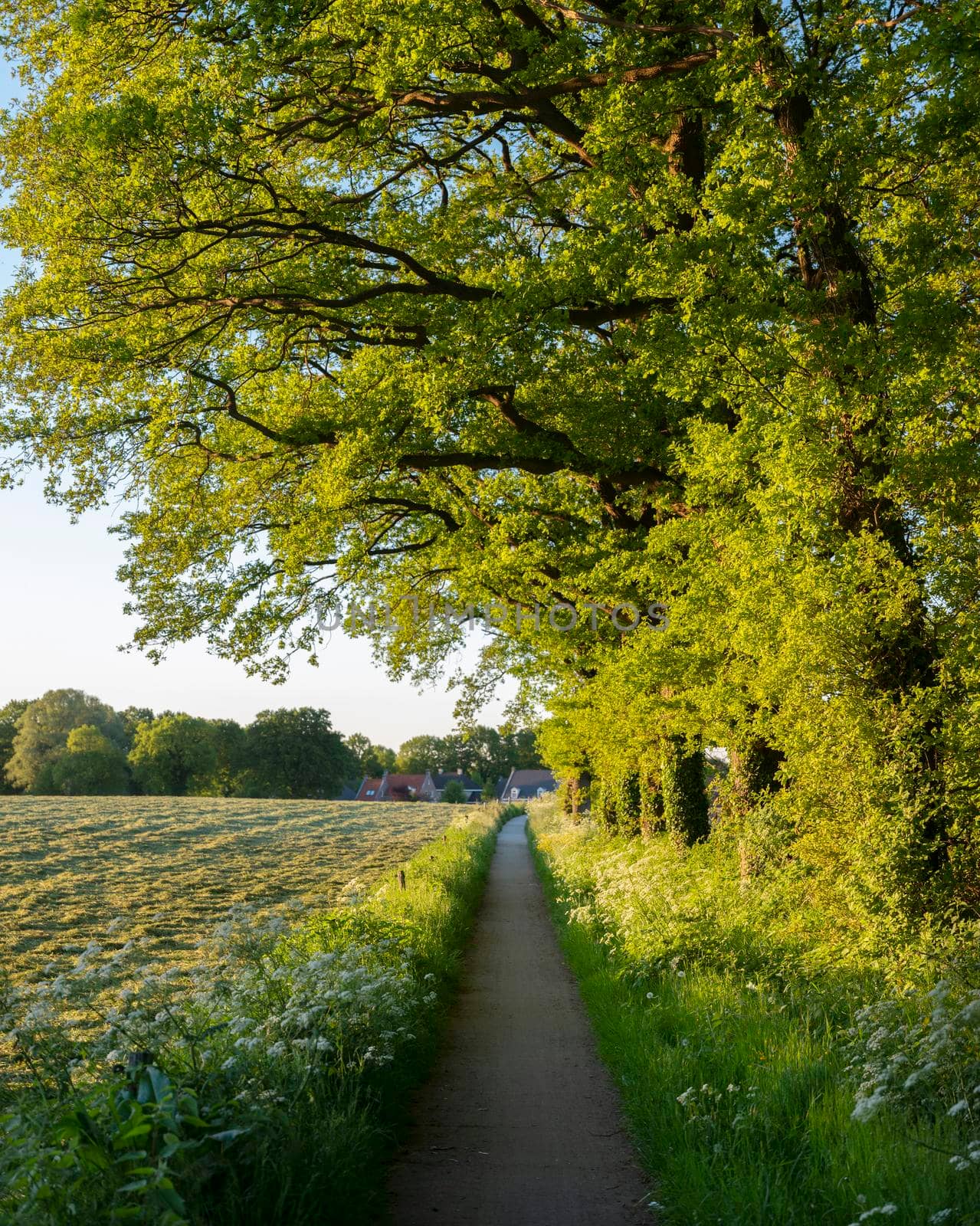 bicycle track at sunset near oldenzaal and denekamp in dutch part of twente in overijssel by ahavelaar