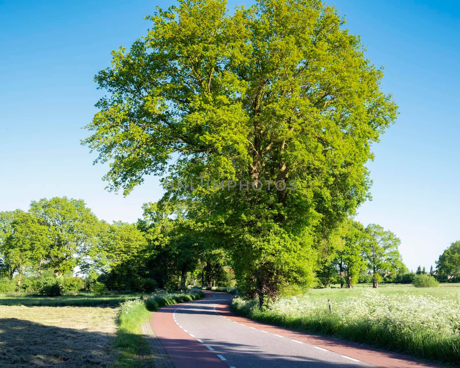 road with trees and summer flowers in area of twente in dutch province of overijssel between enschede and oldenzaal by ahavelaar