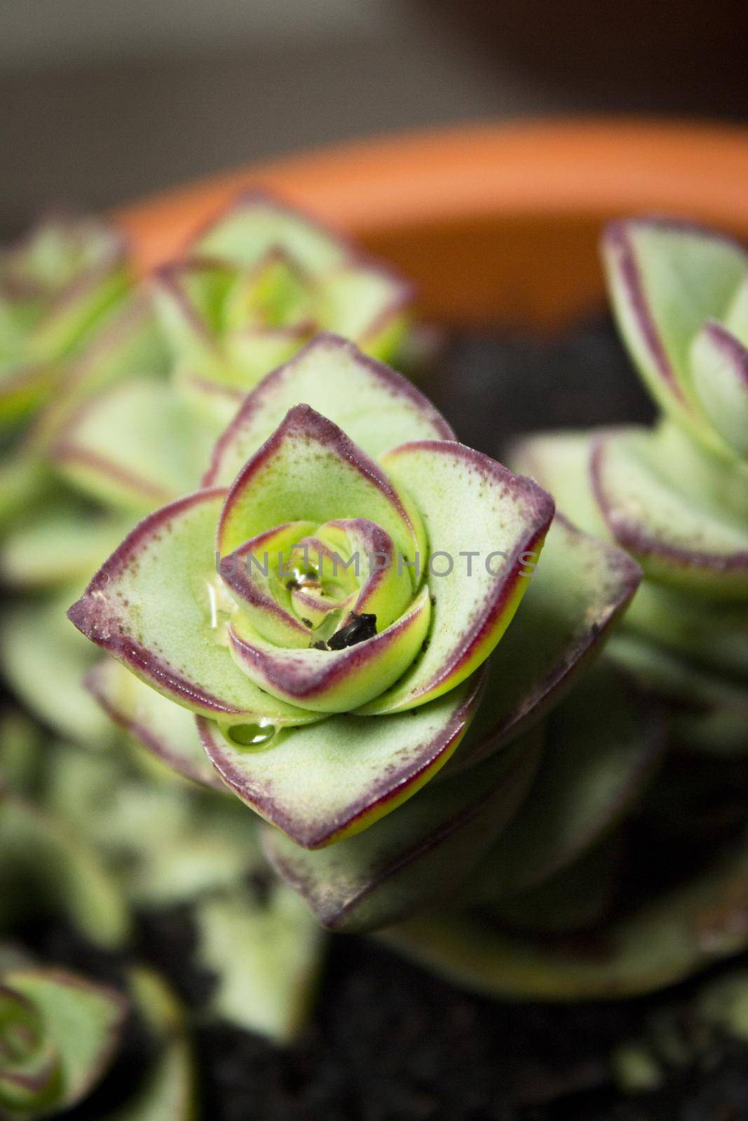 Succulent plant with rose shaped ramifications. Green an red color