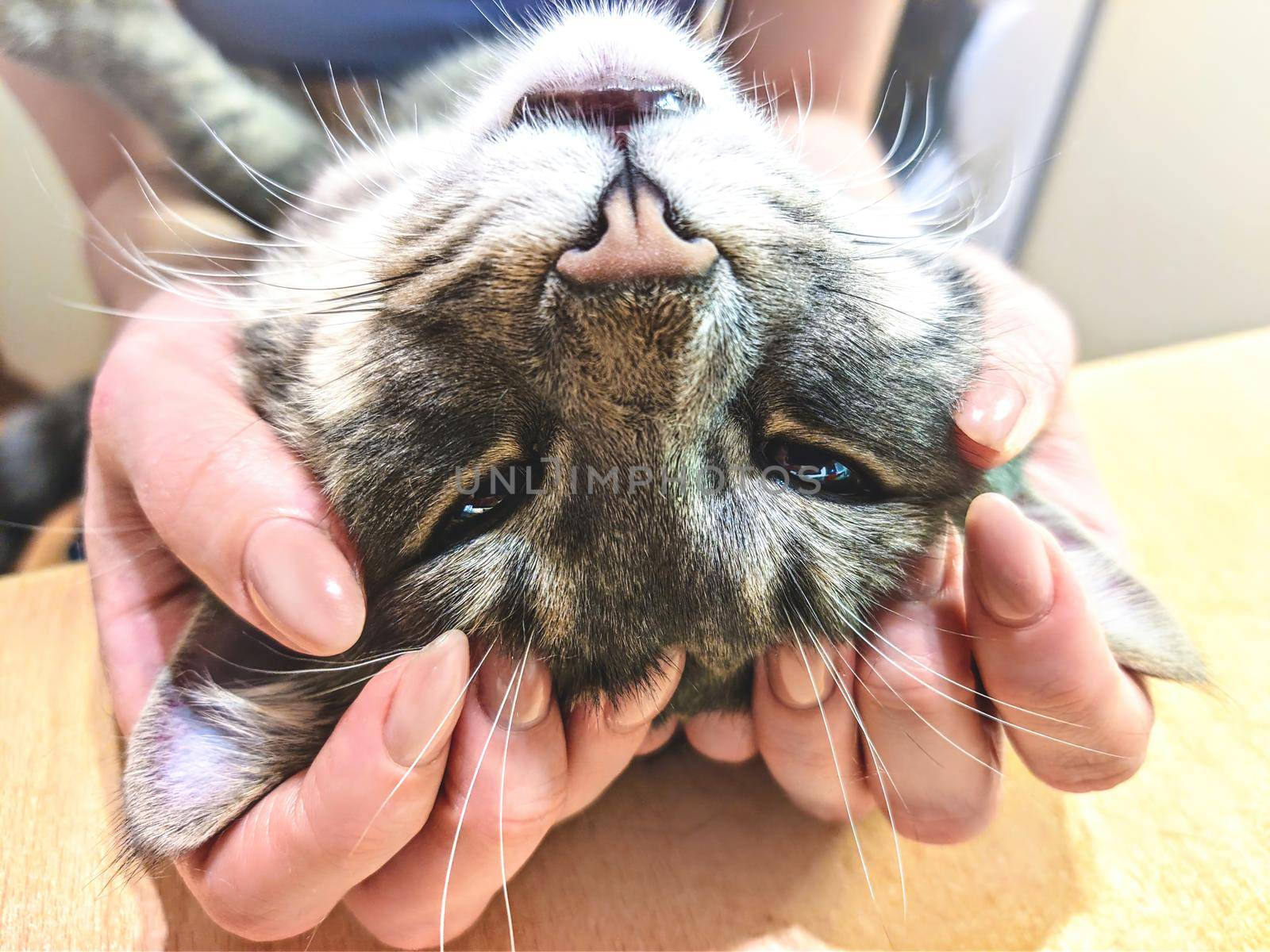 Woman stroking her lovely fluffy cat. Pets, friendship, trust, love, lifestyle concept. Friend of human. Animal lover