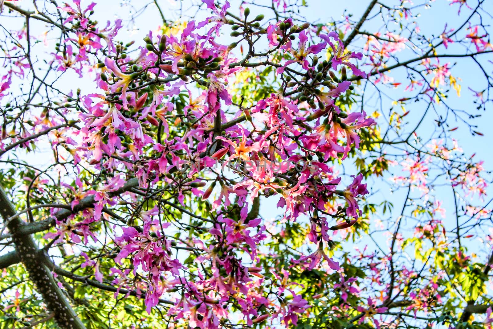 Colorful and beautiful Ceiba speciosa flowers in the garden