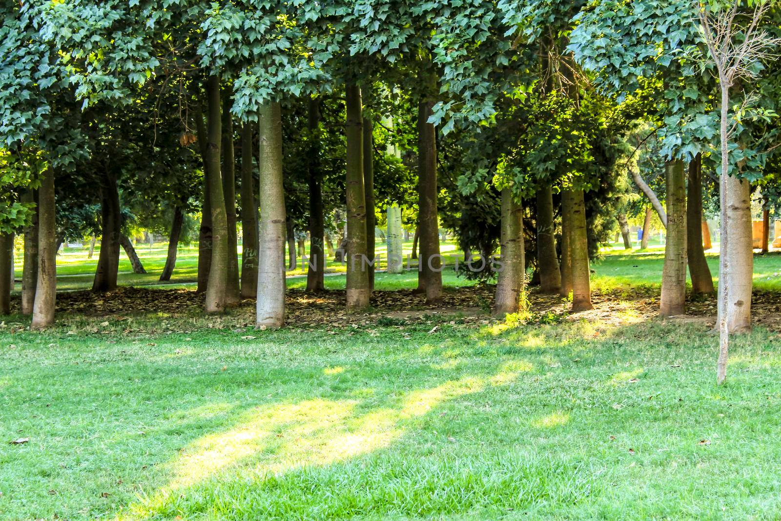Green trees in leafy forest in Valencia, Spain