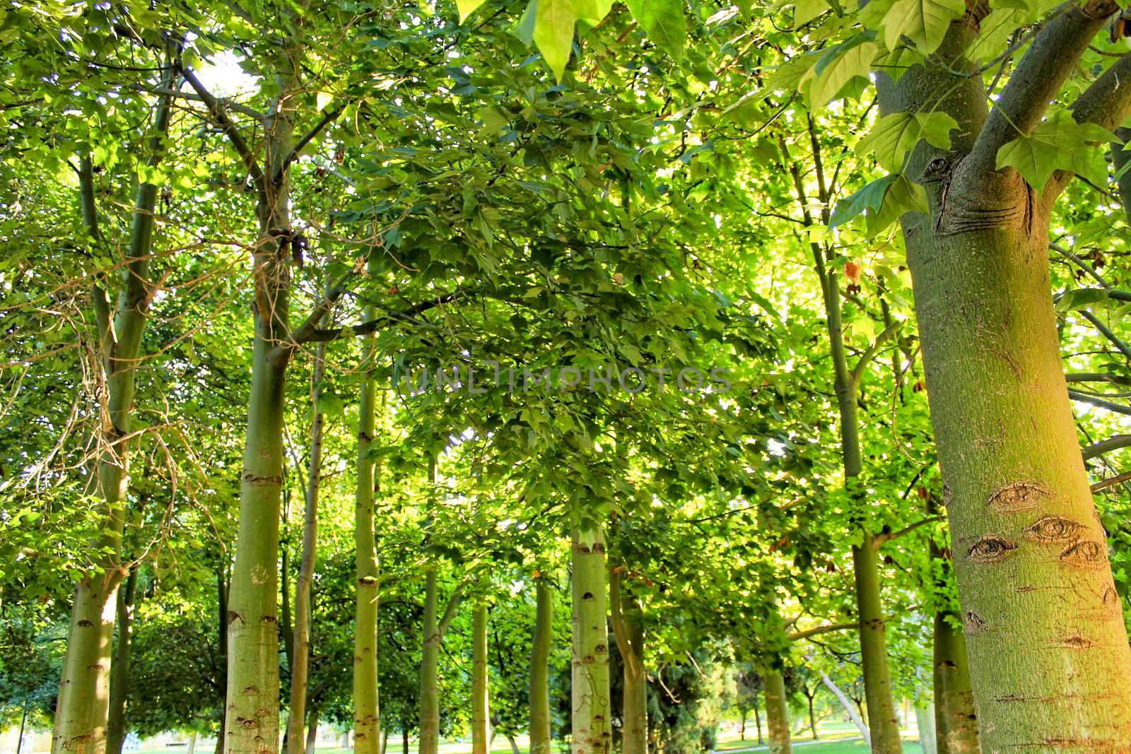 Green trees in leafy forest in Valencia, Spain