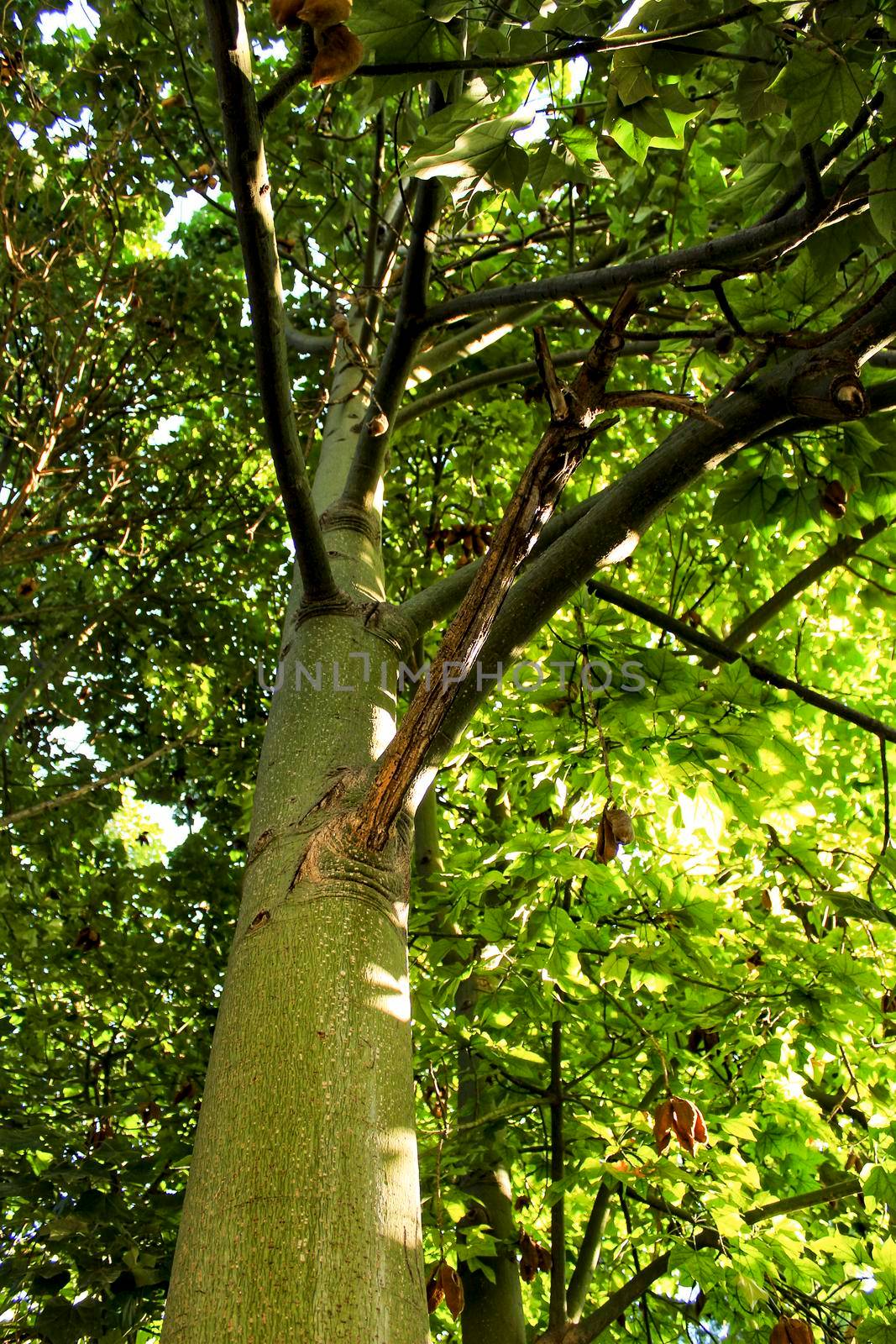 Green trees in leafy forest in Valencia, Spain