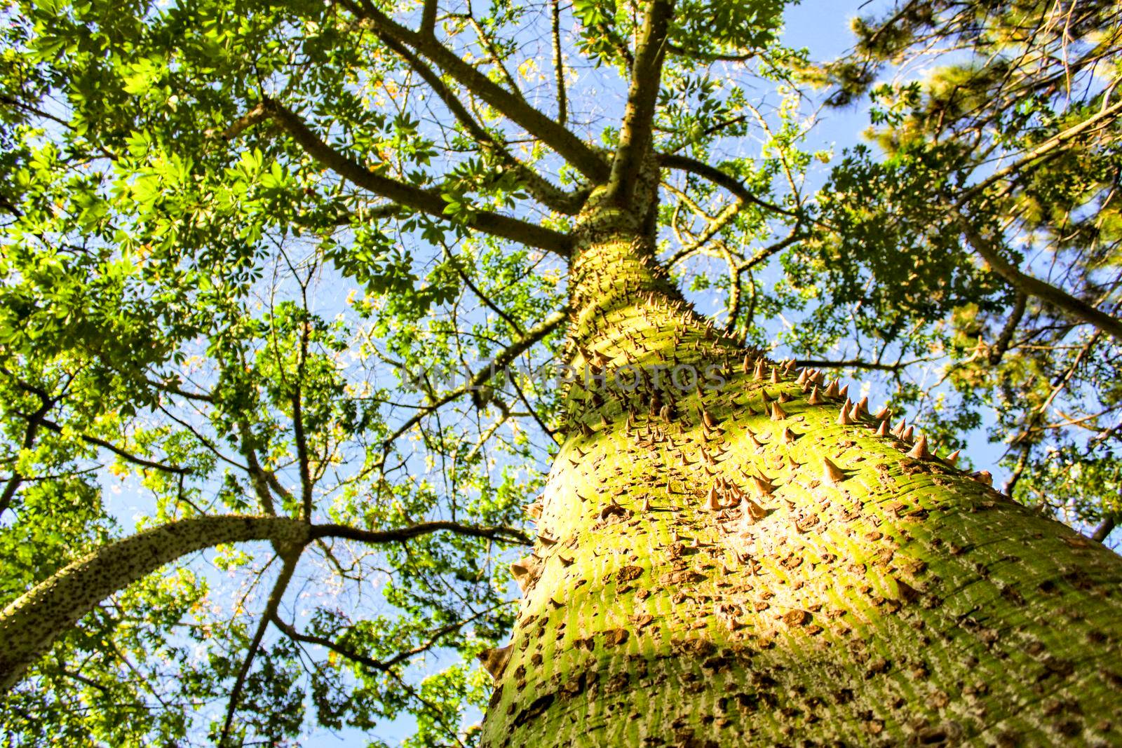 Colossal Ceiba speciosa trunk in a garden in Spain