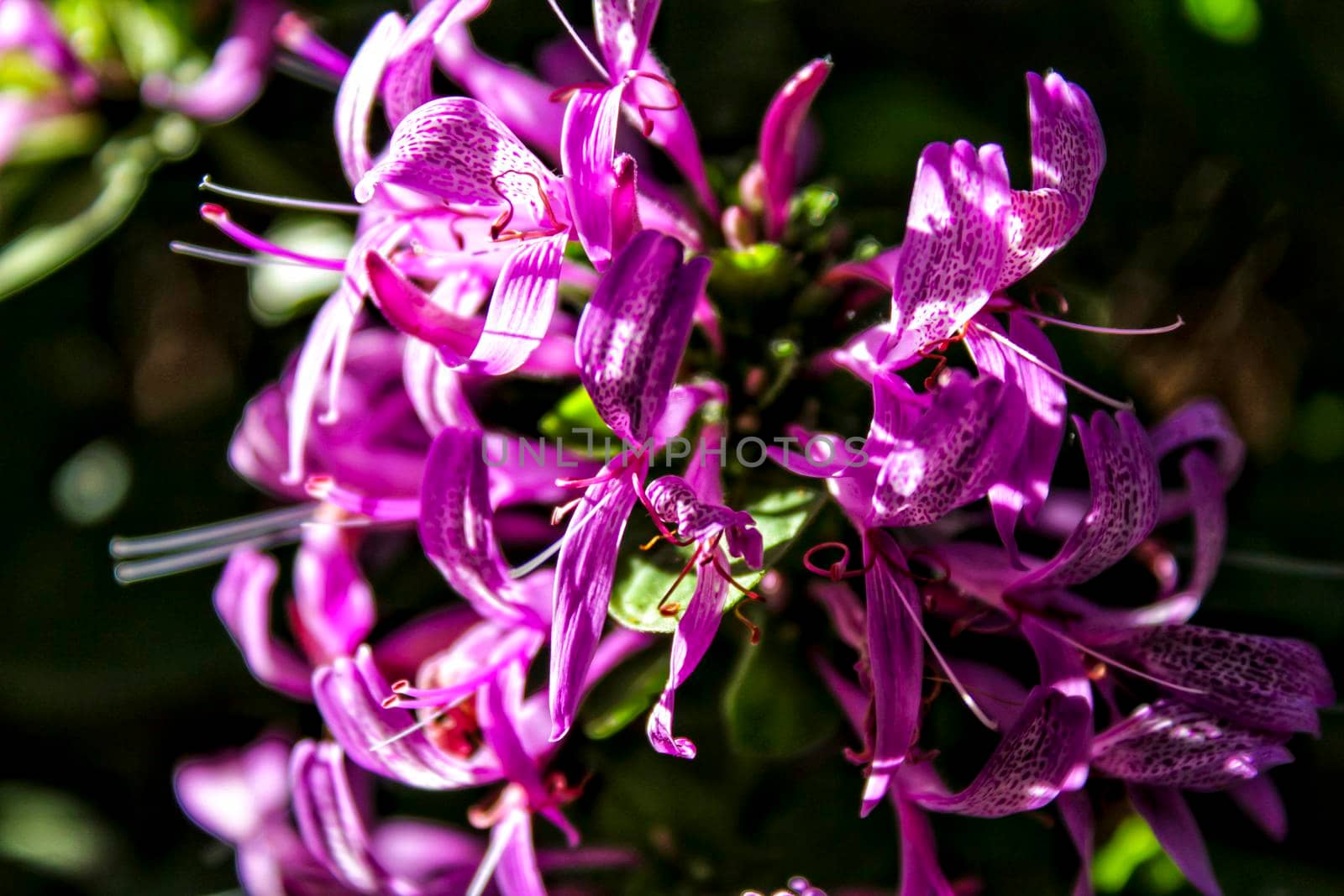 Beautiful and colorful purple orchid flower background in the garden