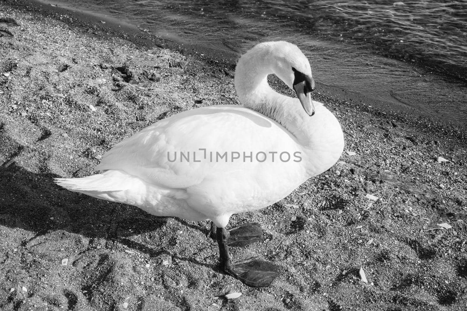 Beautiful white swan on the lake Bracciano, Italy by marcorubino