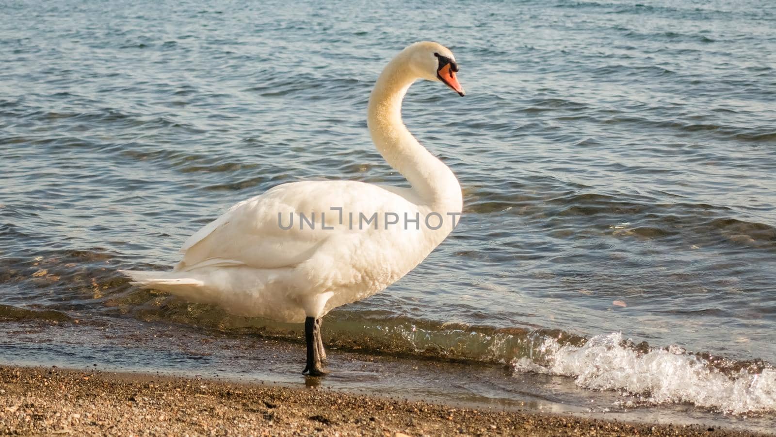 Beautiful white swan with a scenic afternoon golden light on the lake Bracciano, near Rome, Italy
