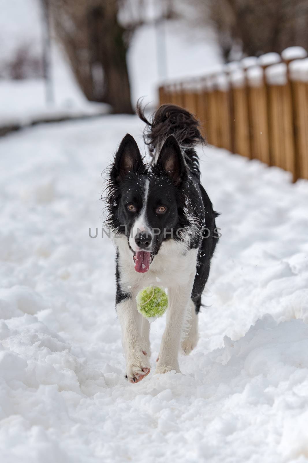 Adorable Cute Black And White Border Collie Portrait With White Snow Backgroun by martinscphoto