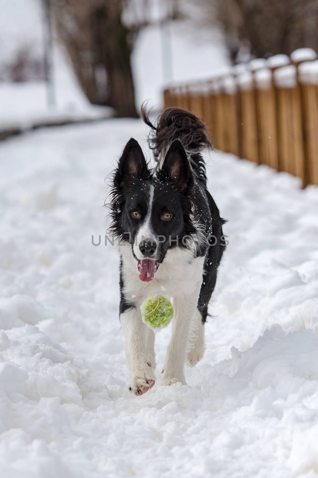 Adorable Cute Black And White Border Collie Portrait With White Snow Backgroun