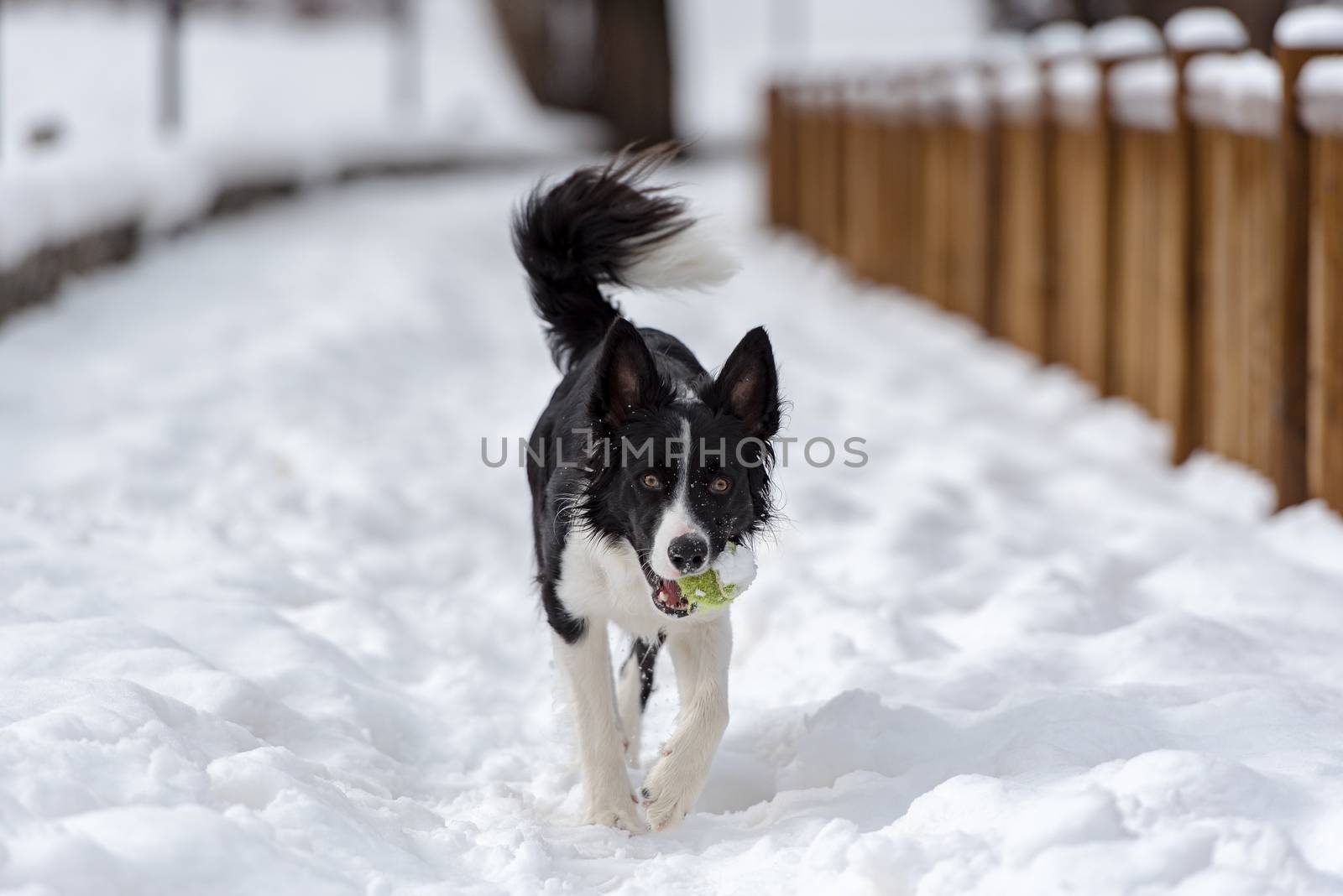 Adorable Cute Black And White Border Collie Portrait With White Snow Backgroun