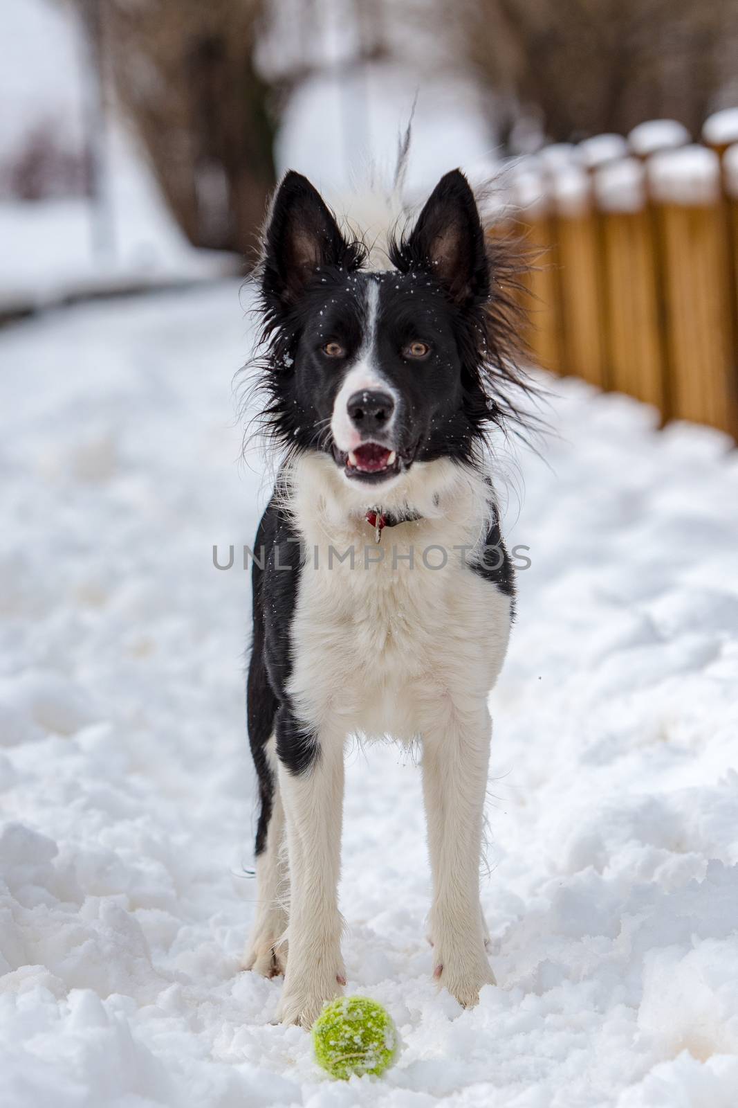 Adorable Cute Black And White Border Collie Portrait With White Snow Backgroun