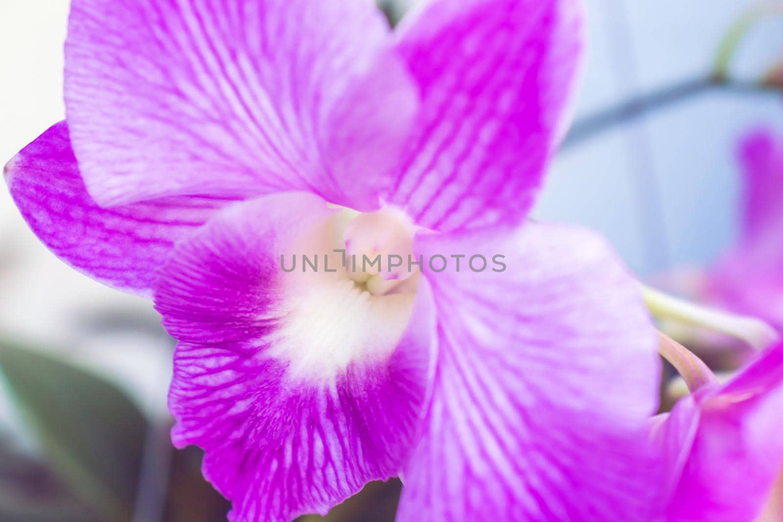 Blooming pink orchid on a green branch 