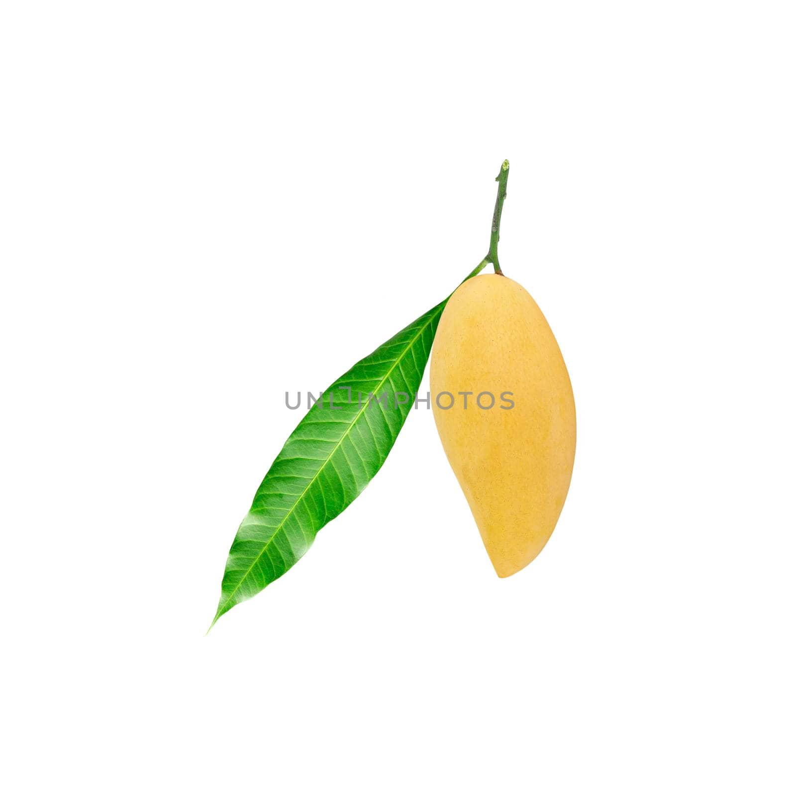 Yellow ripe mango with green leaf isolated on white background