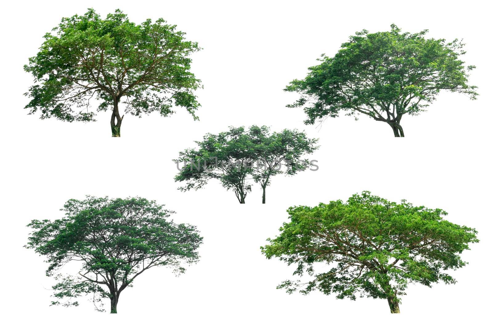 Collection of trees isolated on white background by wattanaphob