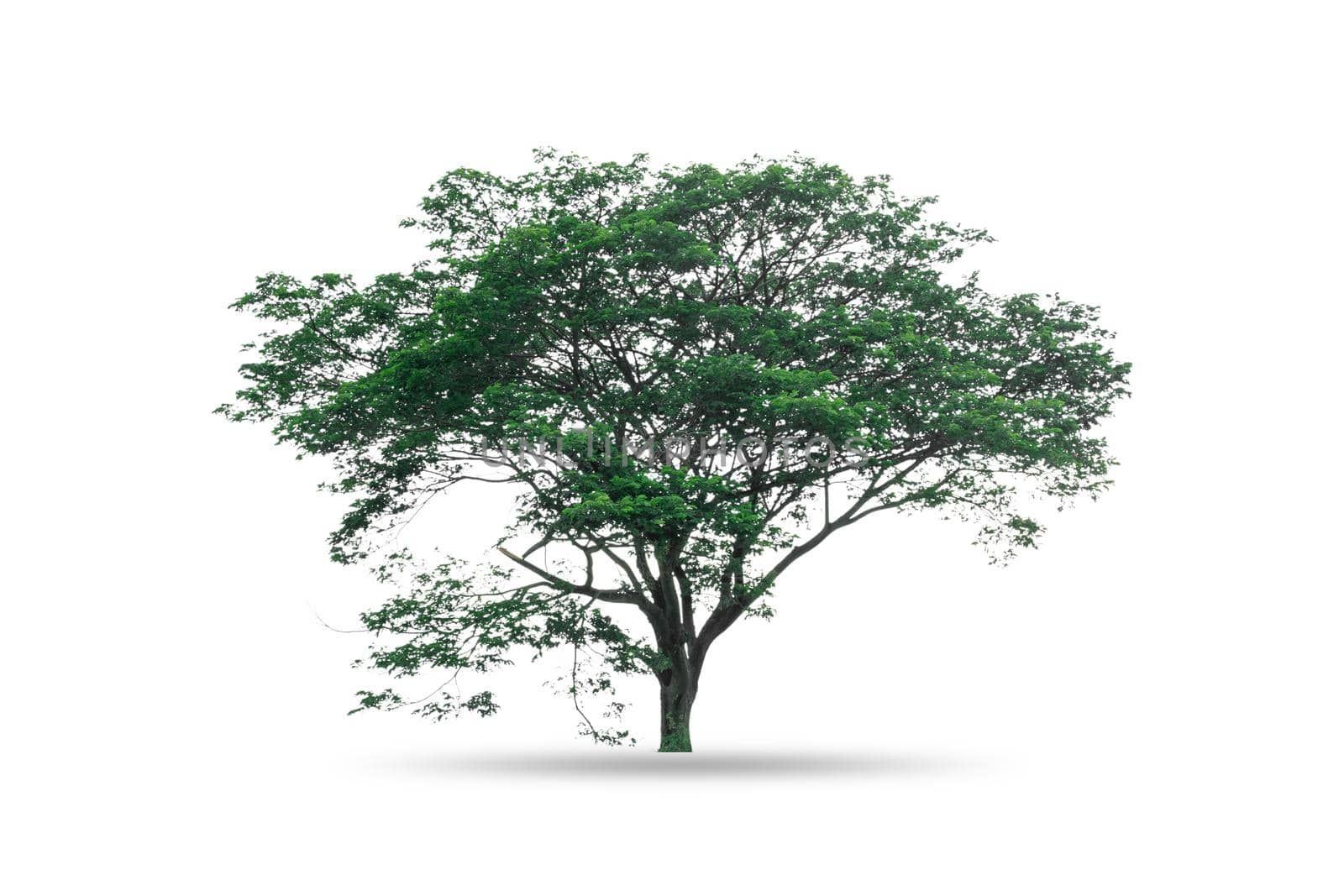 Tree isolated on white background by wattanaphob