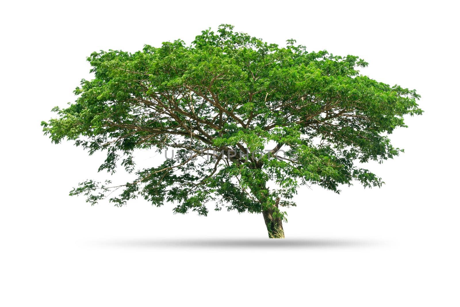 Tree isolated on white background by wattanaphob