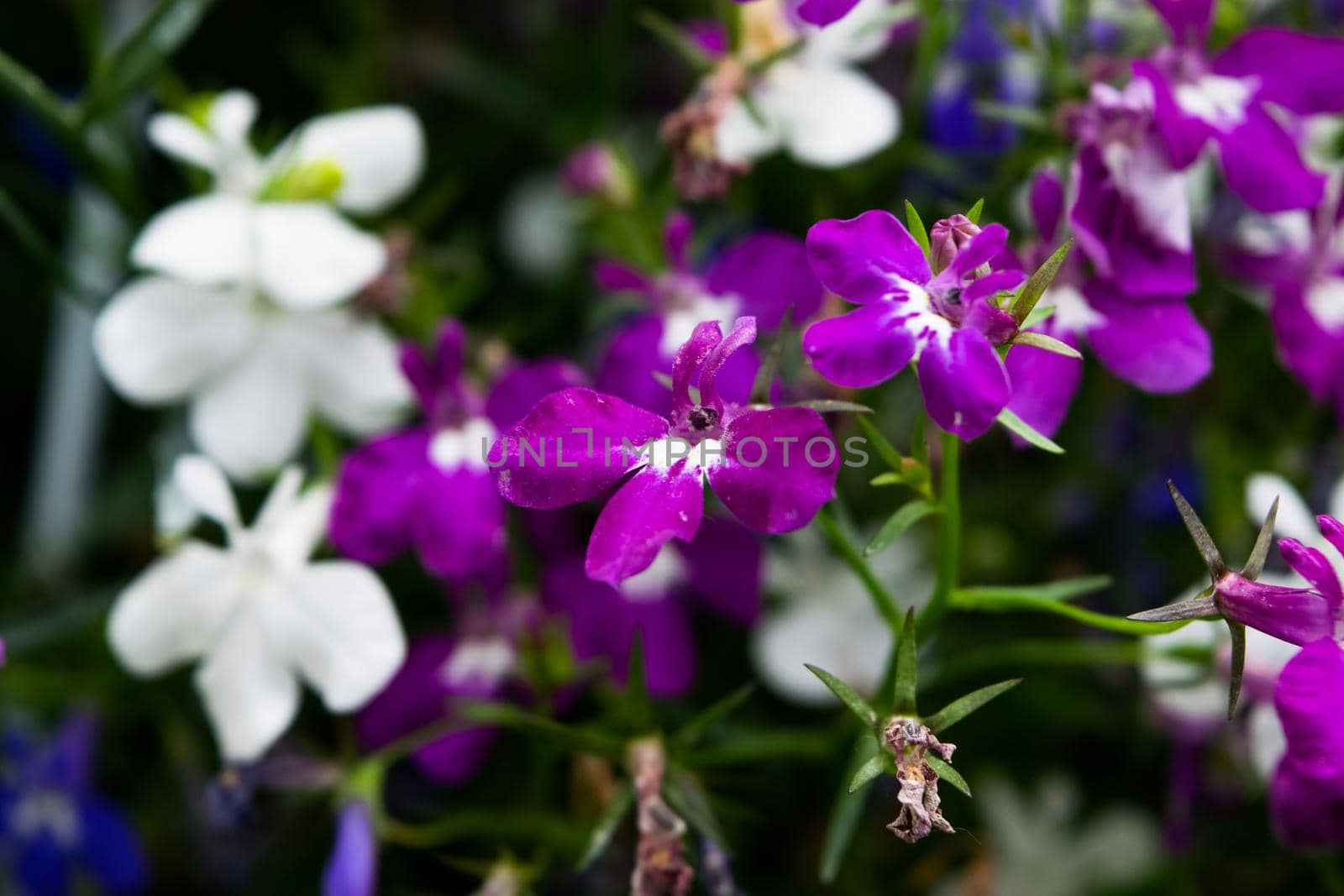 Close up of a multicolored edging lobelia plant, with its distinctive petals. by silentstock639