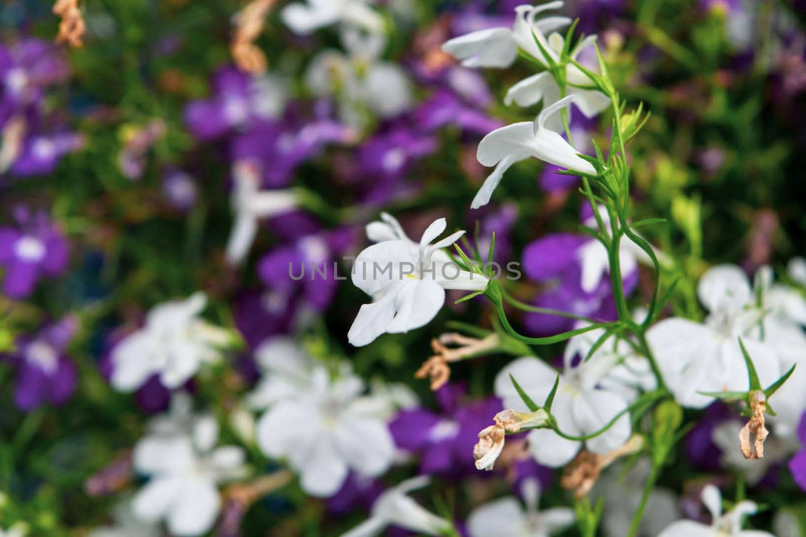 A close up of a multicolored edging lobelia plant, with its distinctive petals.