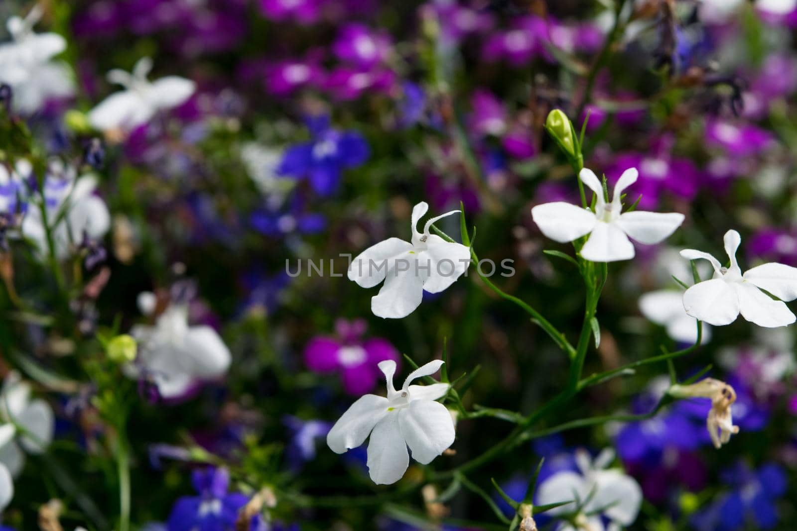 Close up of a multicolored edging lobelia plant, with its distinctive petals. by silentstock639