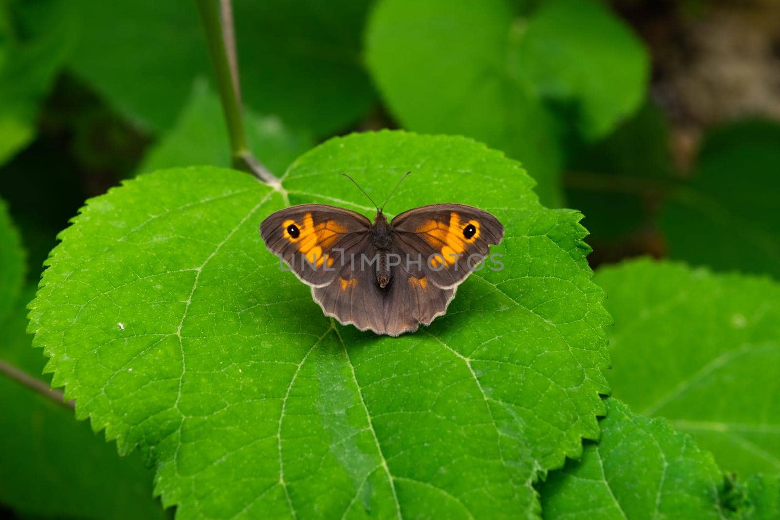 Closeup of a beautiful Maniola jurtina butterfly sitting on a hydrangea leaf. by silentstock639
