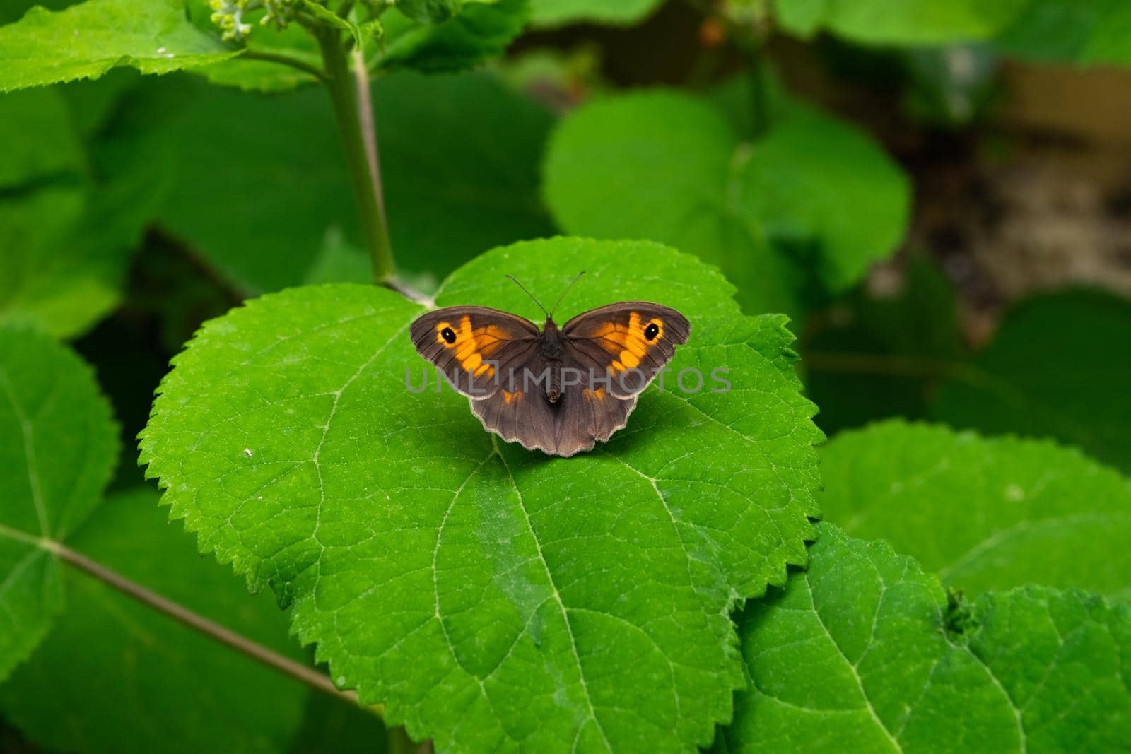 A closeup of a beautiful Maniola jurtina butterfly sitting on a hydrangea leaf.