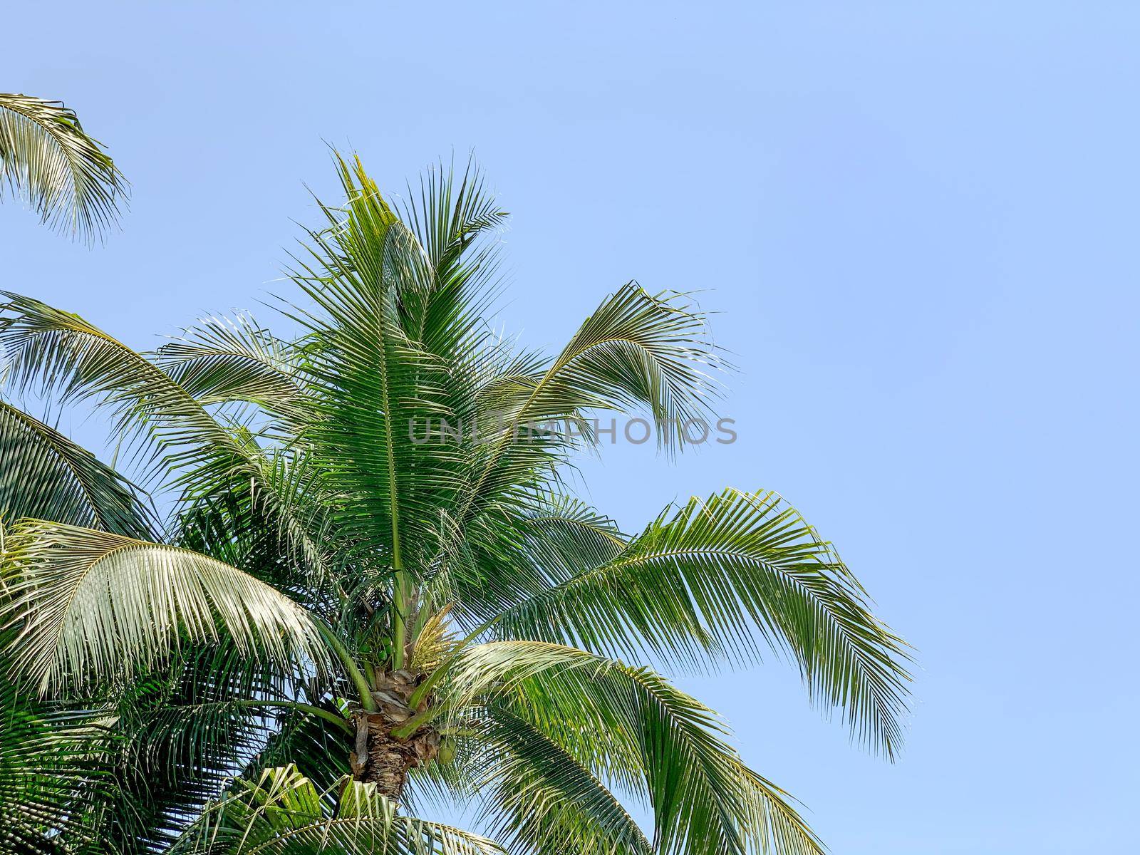 Beautiful Palm trees against clear blue sky. by Benzoix