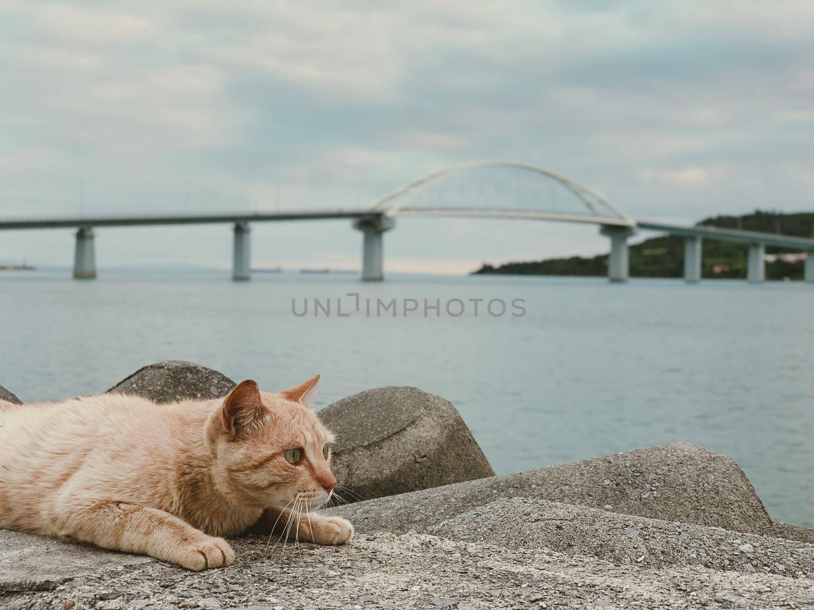 cats on sea beach in Okinawa, Japan island. by Benzoix