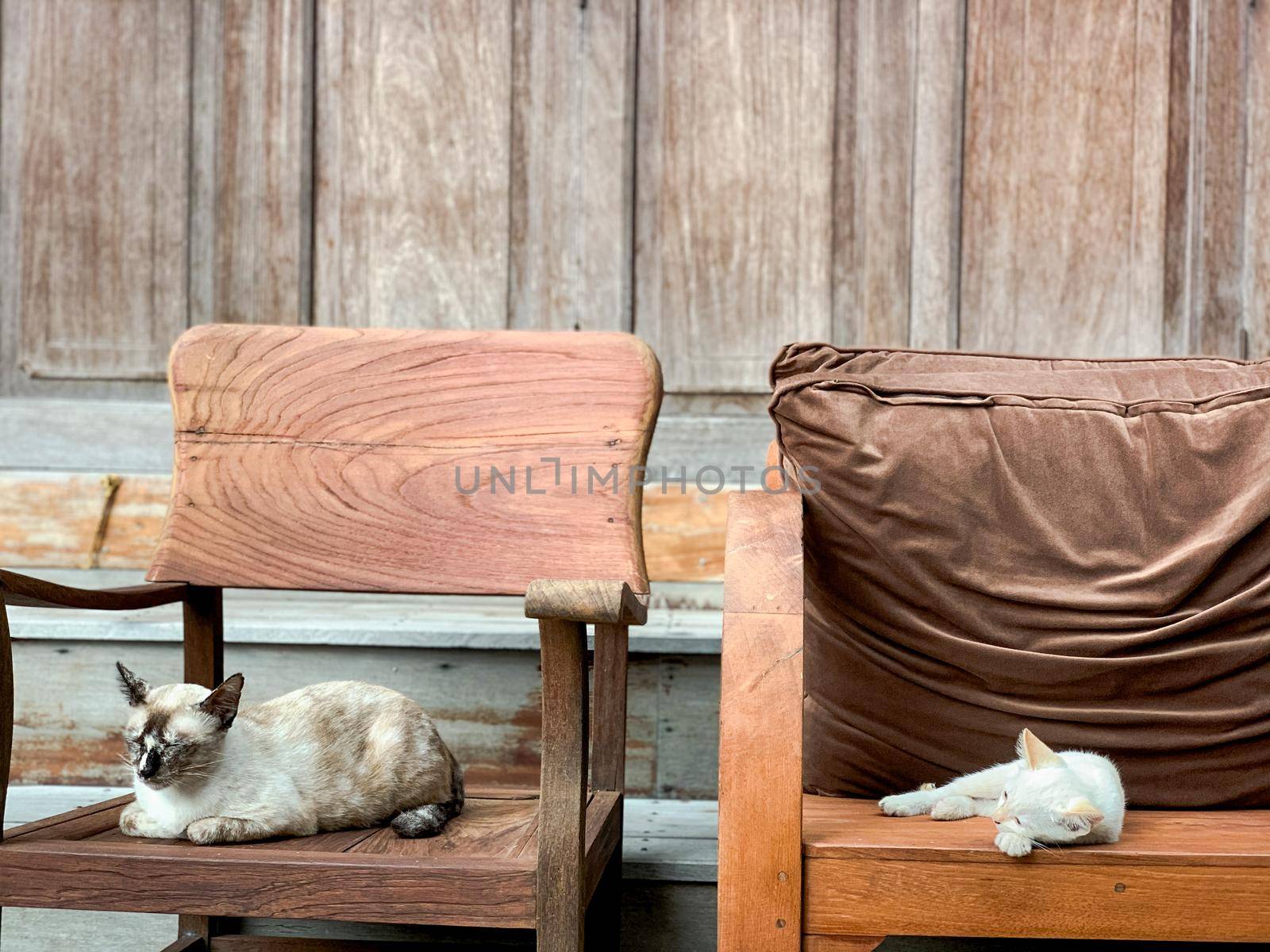 Cute little cat sitting in wooden armchair. by Benzoix