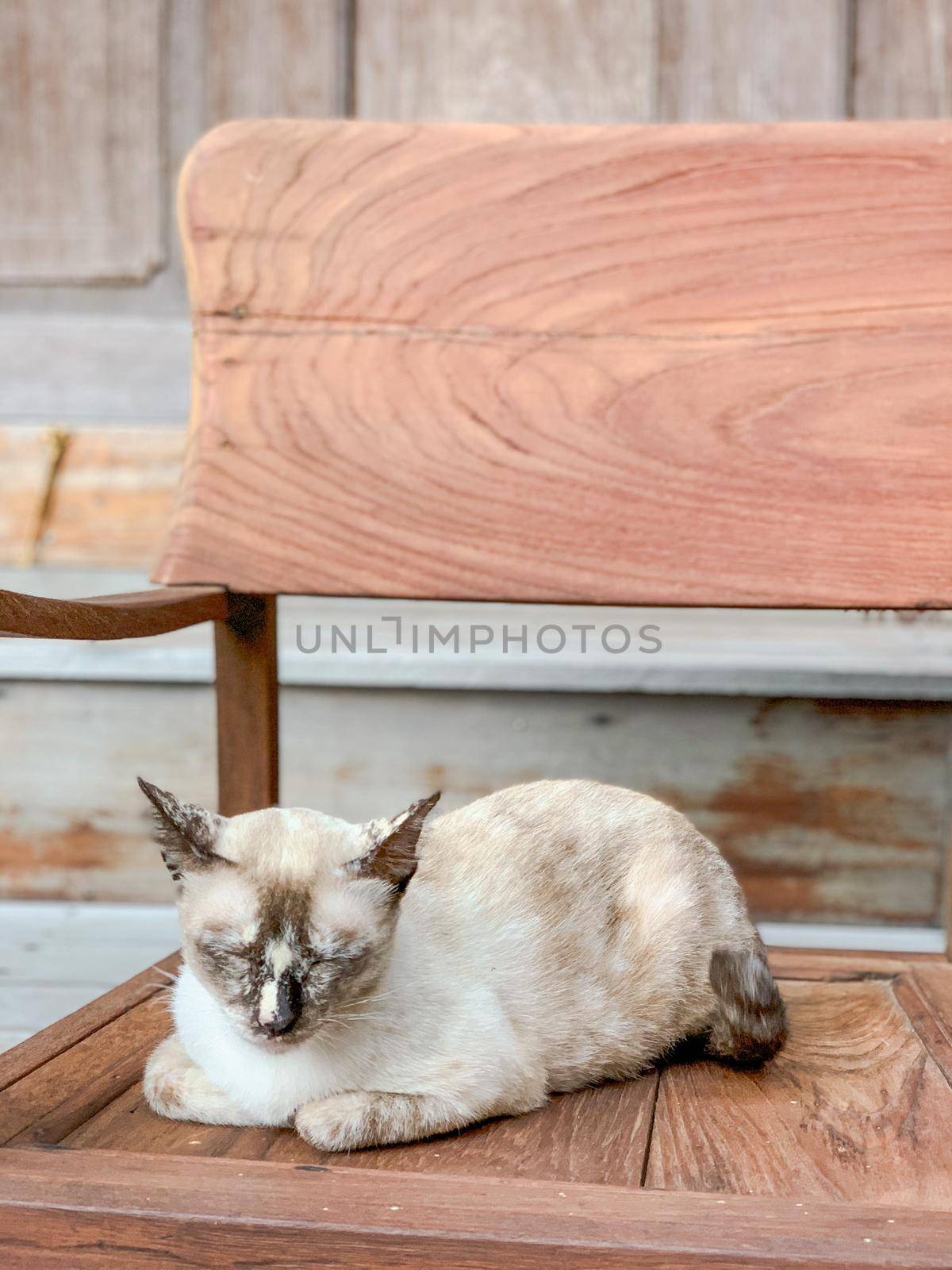 Cute little cat sitting in wooden armchair. by Benzoix