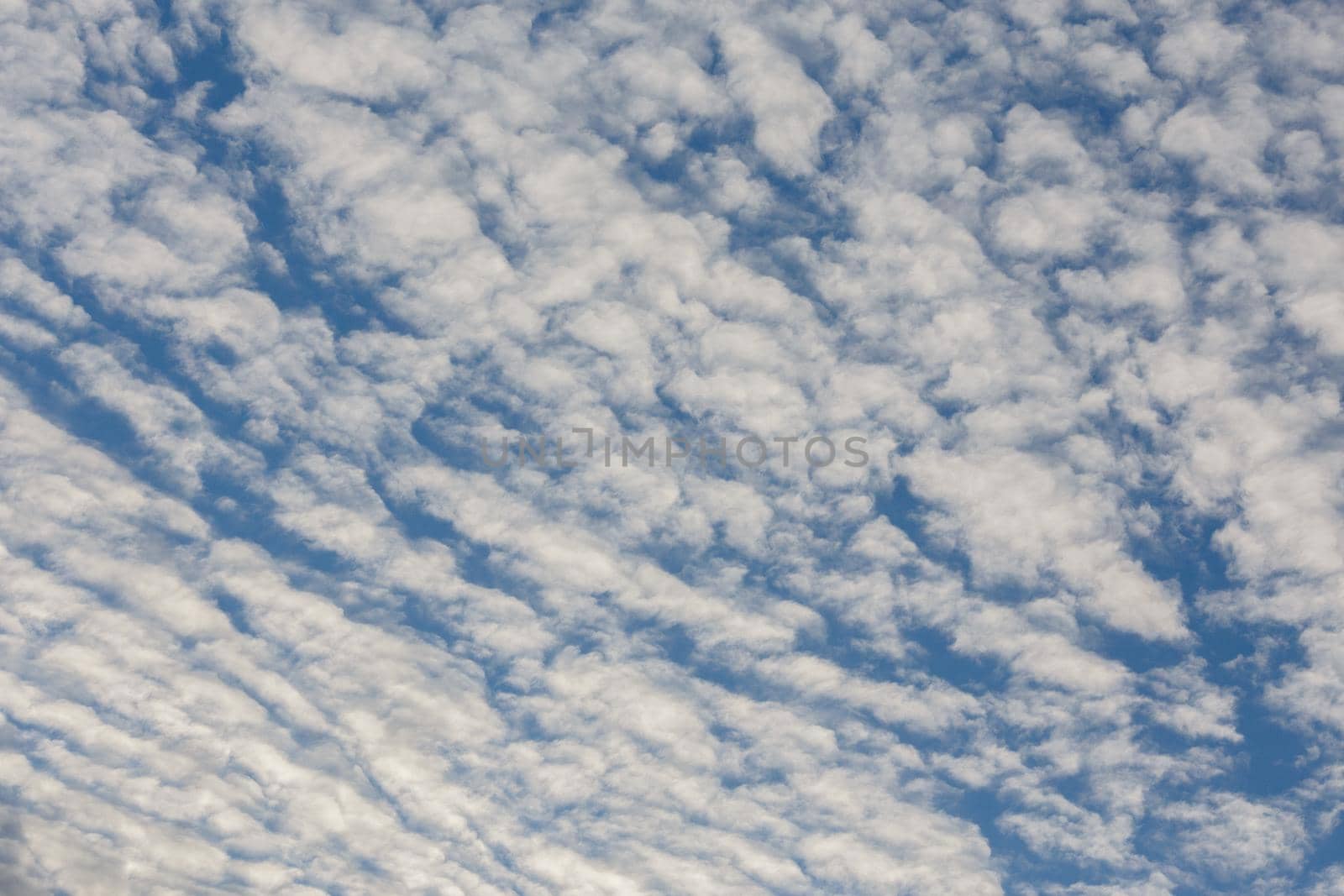 white evening altocumulus clouds on blue sky full frame background.