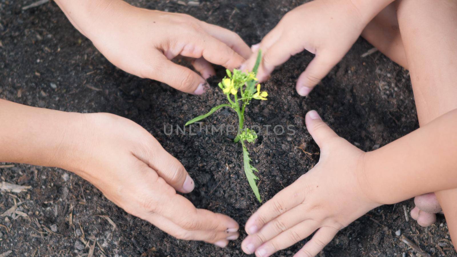 Little kid hand and parent planting growing tree in soil on garden together. Child and mother plant young tree by hand in morning. Forestry environments, Earth Day and New Life concept. slow motion