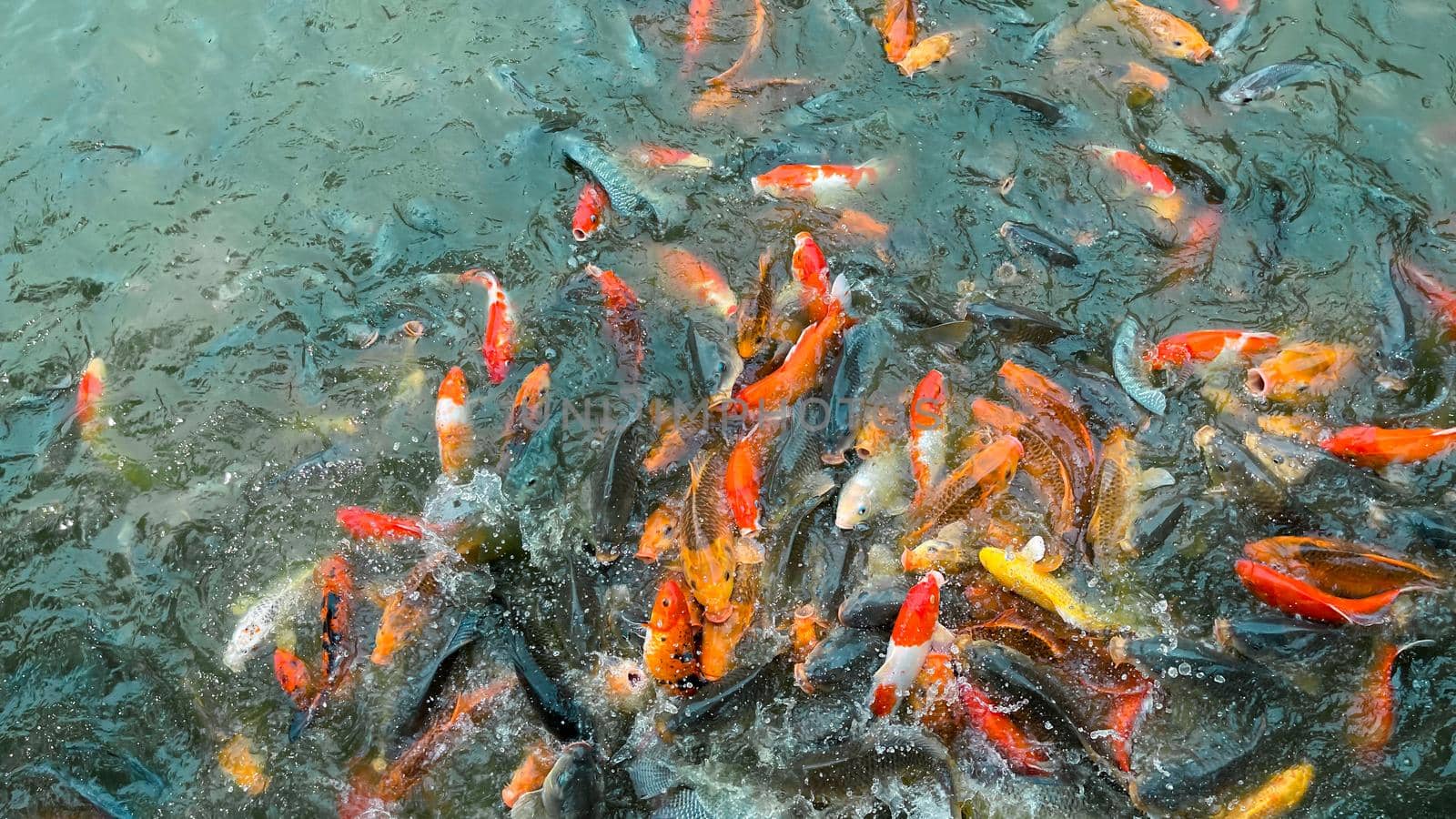 Koi fish, Colorful fancy fish closeup swimming at pond.
